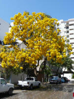 puerto vallarta nature tree in bloom spring 2011