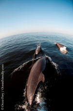 puerto vallarta tourism activites - dolphins during whale watching tour