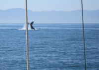 whale watching puerto vallarta mexico - Boana day trips on the bay
